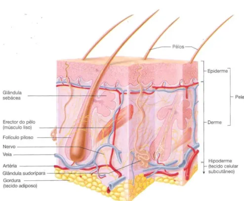 Figura 7. Pele e hipoderme (Seeley et al., 2003). 