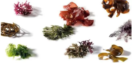 Figura  1.  Diversas  espécies  de  algas  e  respetiva  coloração  (Retirado  de  http://www.paraserbella.com/las-algas-marinas-un-super-alimento/)