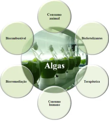 Figura 2. Aplicações biotecnológicas das algas (adaptado de www.ipacuicultura.com). 