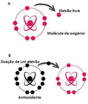 Figura 6. Formação do radical livre (A). Ação do antioxidante que, ao doar um eletrão  ao  radical  livre,  neutraliza-o,  impedindo  que  este  capte  um  eletrão  a  moléculas  biológicas  e  que  cause  danos  oxidativos  (B)  (adaptado  de  https://www