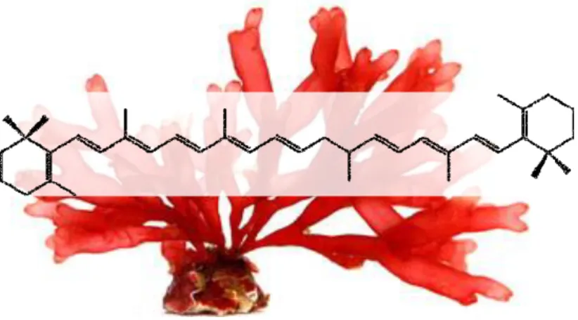 Figura  7.  Estrutura  química  do  caroteno  (retirada  de  https://pt.wikipedia.org  e  visao.sapo.pt)