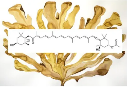 Figura  8.  Estrutura  química  da  fucoxantina  (retirada  de  https://pt.wikipedia.org  e  rpharma.com.br)