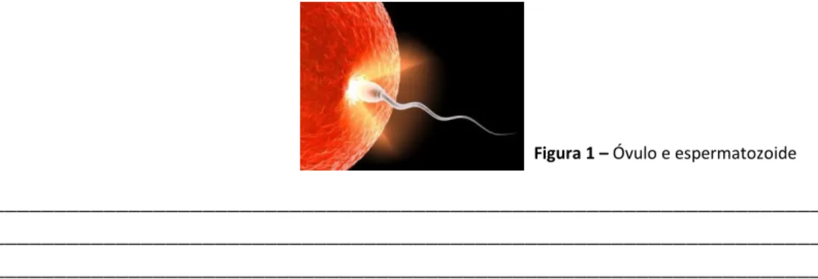 Figura 1 – Óvulo e espermatozoide  
