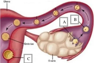 Figura 3 – Representação de fenómenos que ocorrem no sistema reprodutor  feminino.