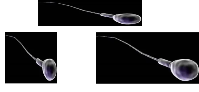 Figura 2 – Representação de uma célula sexual  masculina 