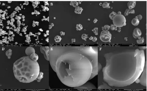 Figure 4.2: Morphology of spray-dried EGCG/P. The particles on the bottom- bottom-right were intentionally crushed to show their internal structure.
