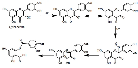 Figura 8- Mecanismo de sequestro de radicais superóxido por ação da quercetina Adaptado de [104]
