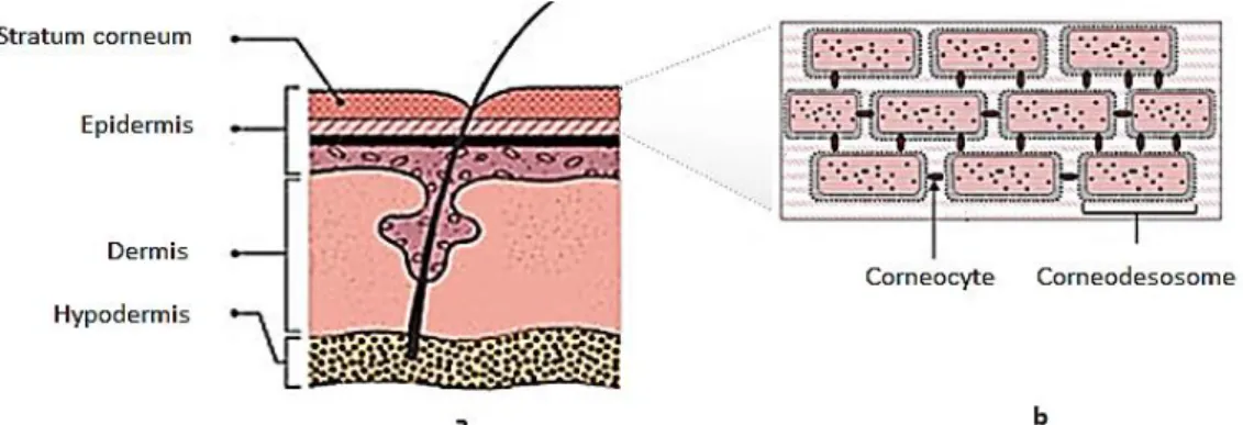 Figure 5. Schematic representation of a) human skin; b) stratum corneum. (Adapted from Harding, 2004) 