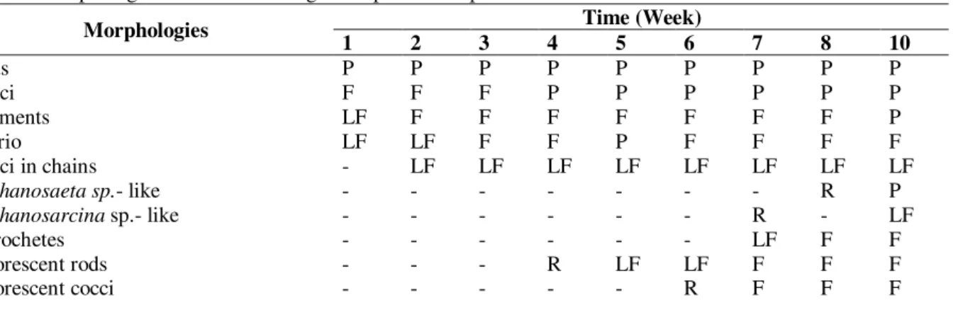 Table 1 - Morphological incidence during the experimental phase Time (Week) Morphologies 1 2 3 4 5 6 7 8 10 Rods P P P P P P P P P Cocci F F F P P P P P P Filaments LF F F F F F F F P Vibrio LF LF F F P F F F F Cocci in chains - LF LF LF LF LF LF LF LF Met