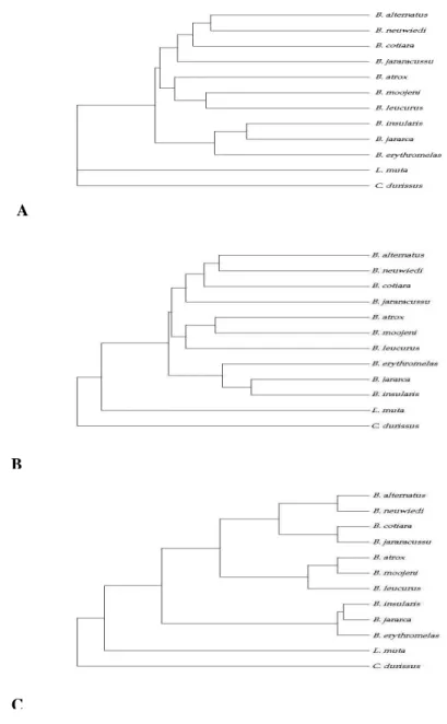 Figure 2 - Phylogenetic trees for the species of Bothrops obtained through the use of three different algorithms