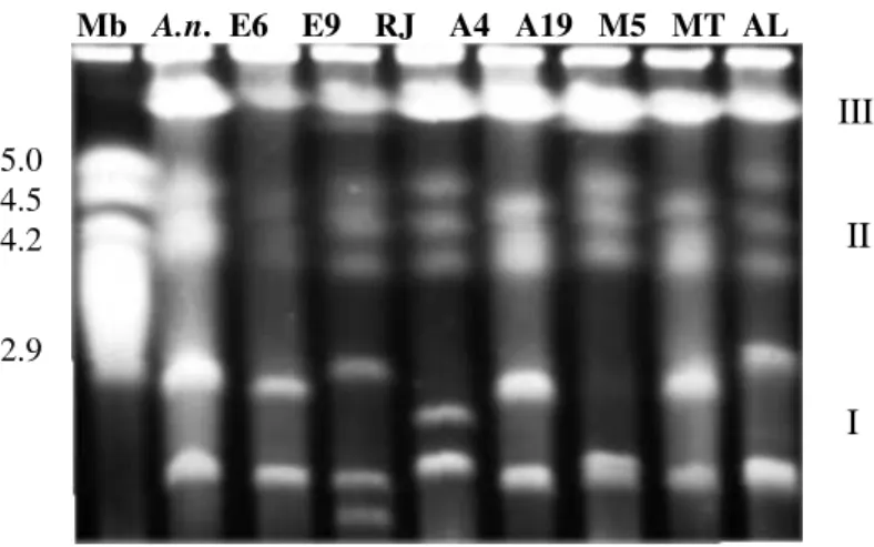 Figure 1 - Separation of Metarhizium anisopliae intact chromosomal DNAs on a CHEF gel.