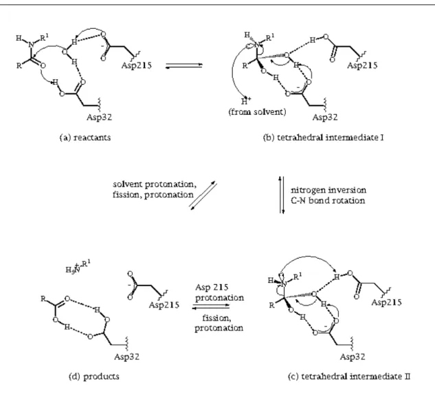 Figure 1.1  – The mechanism currently accepted for peptide hydrolysis by aspartic proteinases