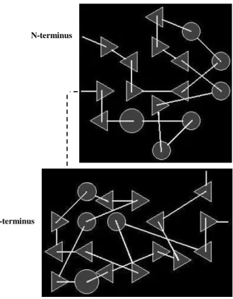 Figure 1.3  – Topology of porcine pepsin A. Cartoon generated upon submission of Cartesian coordinates of  atoms  in  the  molecule  of  monoclinic  porcine  pepsin  A  (PDB  code   4pep )  to  the  algorithm  TOPS  (Michalopoulos,  et al
