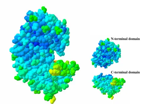 Figure 1.4  – Flexibility of porcine pepsin A (PDB code  4pep ). Residues are coloured according to  B - -factor