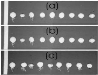Figure 1 - Examples of macroscopic effects on Allium cepa L. roots after five days of growth in polluted river water enriched with increasing metallic salt concentrations (a) CuSO 4 , (b) ZnSO 4  , and (c) Pb(NO 3 ) 2 