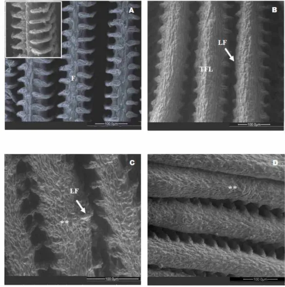 Figure  2  -  Scanning  electron  micrographs  of  the  gill  epithelium  of  Nile  tilapia,  Oreochromis  niloticus