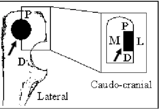Figure 2 - Schematic drawing, collected fragments showing the defect  made by a 4-mm diameter  trephine