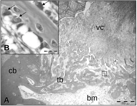 Figure 4 - Histological view of the defect in the control group, 8 th  day after surgery