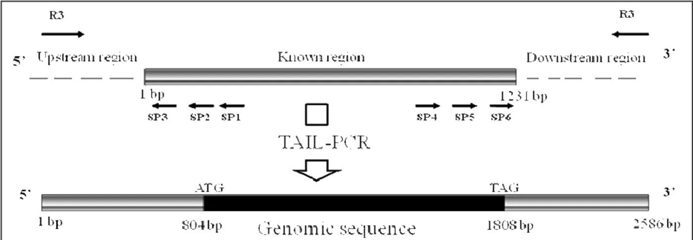 Figure 1 - Schematic representation of TAIL-PCR amplification. 