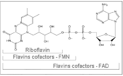 Figure 3 - Isoalloxazine ring of riboflavin and its flavin cofactors. 