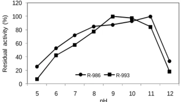 Figure 3 - Effect of pH on the stabilities (24 h) of the crude protease extracts from R-986 (12.8 U  mL - )  and  R-993  (86.2  U  mL -1 )  strains