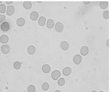Figure  1  -  Photomicrography  of  blood  smears  from  blood  samples in  vitro  treated  with  0.9%  NaCl  solution (control group)