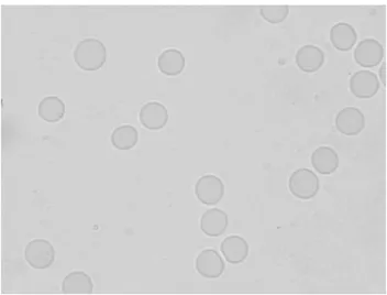 Figure 5 - Photomicrography of blood smears from blood samples in vivo treated with acetylsalicylic  acid