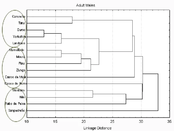 Figure  2  (adult  males)  showed  that  large  bodied  animals  were  separated  from  small  bodied  ones,  forming  two  groups