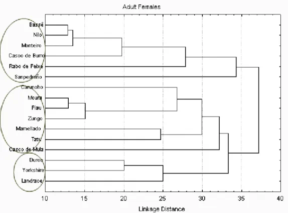 Figure  3  -  Dendrogram  UPGMA  based  on  distances  between  adult  female  swine  using  morphological measurements