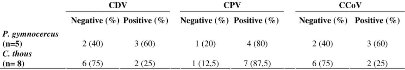 Table 1 - Antibodies to Canine distemper virus (CDV), Canine parvovirus (CPV) and Canine coronavirus  (CcoV)  in  serum  samples  of  pampas  fox  (Pseudalopex  gymnocercus)  and  crab-eating  fox  (Cerdocyon  thous) from the Southern region of Brazil