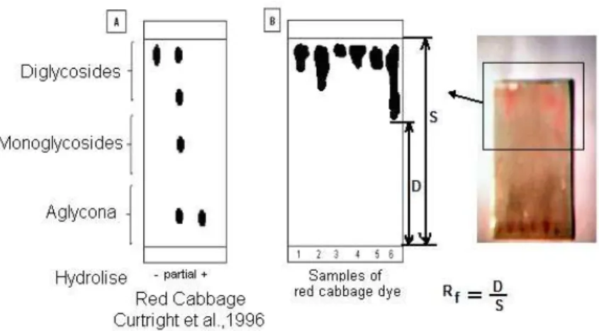 Figure 9 - Samples chromatogram during the batch process. 