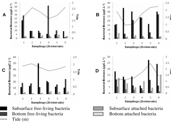 Figure 3 - Dynamics of bacterial biomass over the tide cycle, on quadrature-summer (A); spring- spring-summer (B); quadrature-winter (C) and spring-winter (D)