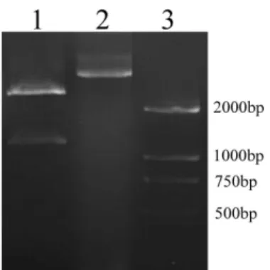 Figure 4 - Electrophoretogram of digested products in a 1 % (w/v) agarose gel. Recombinant plasmid  (pMD TM 18-T+SDH) was digested by Hind III and BamH I simultaneously
