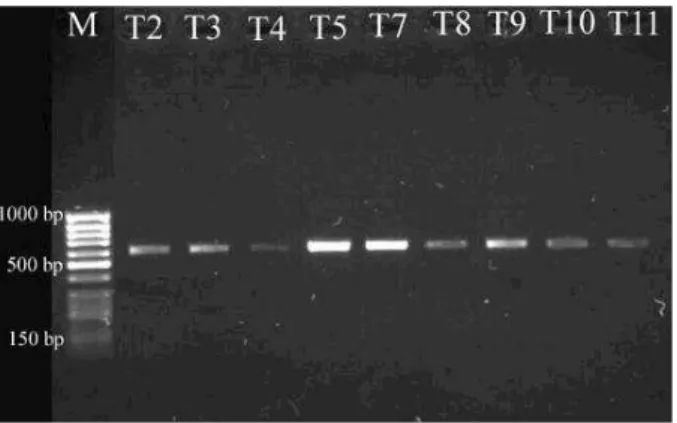 Figure  1  -  Full  ITS  PCR  products  amplified  from  different  terverticillate  Penicillium  species  with  ITS1/ITS4  primers