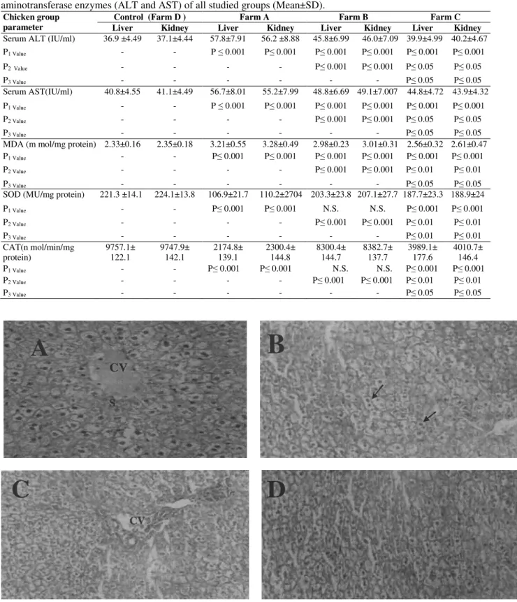 Figure  1  -  (A)  Hepatic  tissues  showing  hepatic  strands  with  necrosis  around  the  central  vein  (CV)  leaving  blood  sinusoids  (S)  X  400,  (B)  hepatic  tissues  of  farm  'B'  group  showing  highly  cellular necrosis (arrows) around the c