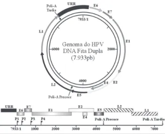 Figura 1. Representação esquemática do genoma do Papilomavírus  Humano 