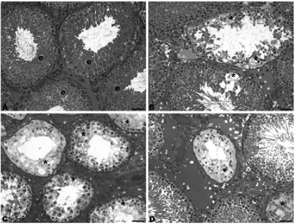 Figure 1 - Micrographs of Wistar rats’ testis, toluidine blue/1% sodium borate stained