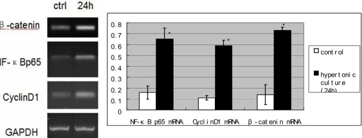 Figure 3 - Expression of β-catenin, Cyclin D1 and NF-κB p65 mRNAs in groups which were trained  in  hypertonic  atmosphere  for  different  times  by  RT-PCR