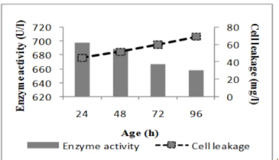 Figure 9 - Effect of age of immobilized cells on cell leakage and alkaline protease production by  B