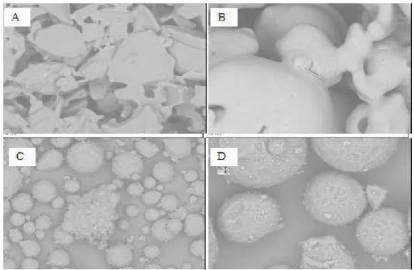 Figure  2  -  Electron  microscopy  images  of  yacon  saccharides powder  (A  and  B)  and  of  commercial  chicory  FOS (C and D)