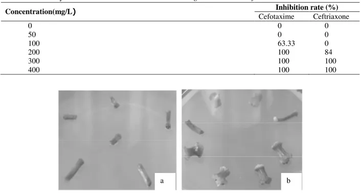 Table 2- Inhibitory action of cefotaxime and ceftriaxone on Agrobacterium tumefaciens