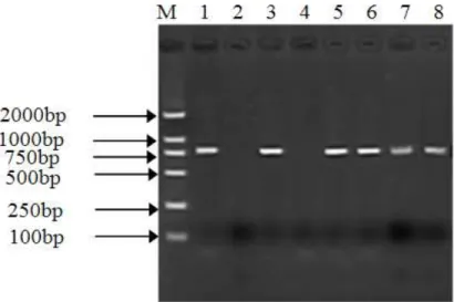 Figure 4 - RT-PCR analysis of target gene in A. bidentata transgenic plants 