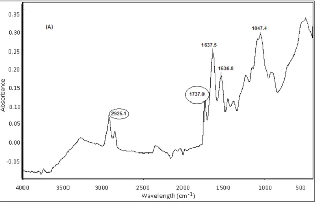 Figure 3 - Fourier-transform infrared (FT-IR) spectra of dried cell mass before extraction of  (A) P6  (B) P7