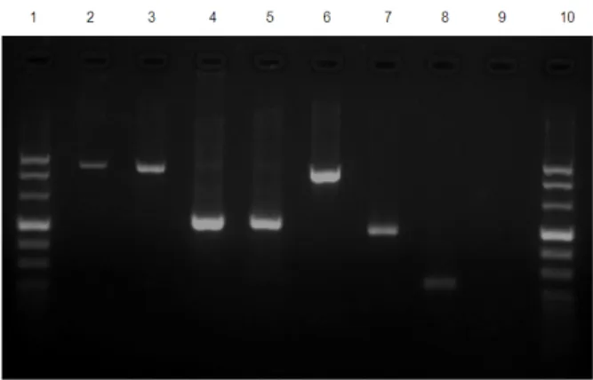 Figure  2  -  Multiplex  PCR  for  Borrelia  burgdorferi  sensu  lato  (226-256  bp),  Anaplasma  spp