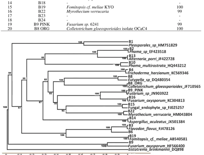 Figure  2  - Unrooted  Phylogenetic  Tree  based  on  ITS-5.8S  rDNA  sequences  of  endophytic  fungi  associated  with  Bacopa  monnieri  showing  the  relative  position  of  different  fungal  endophytes of this study and their close relatives