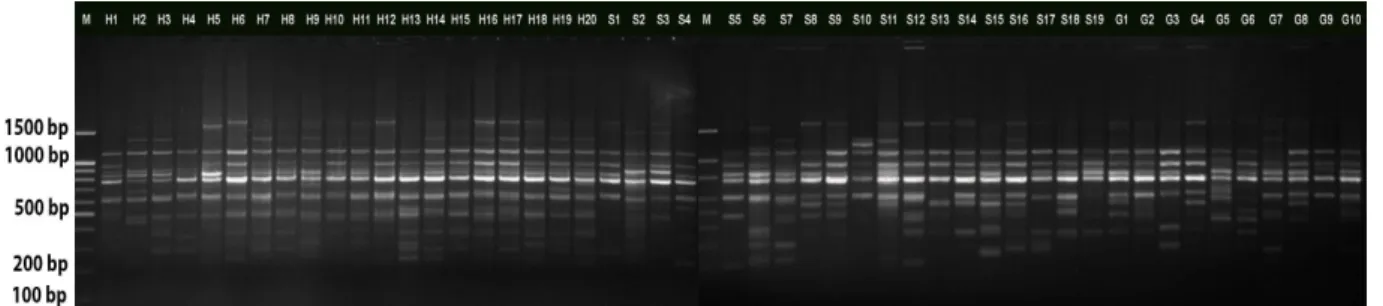 Figure  1  -  RAPD  banding  patterns  obtained  with  primer  S224.  Lanes  H1-H20:  Methicillin-resistant  Staphylococcus  aureus  strains  from  Hospital-1,  Lanes  S1-S19:  Methicillin-resistant  Staphylococcus  aureus  strains  from  Hospital-2,  Lane