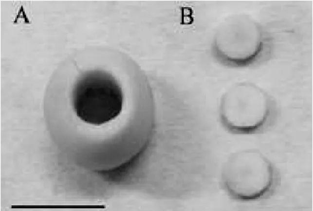 Figure 1 - Bacupari seeds drilled (A) in order to obtain  the  procambium  segments  (B)  used  as  explants in the experiments