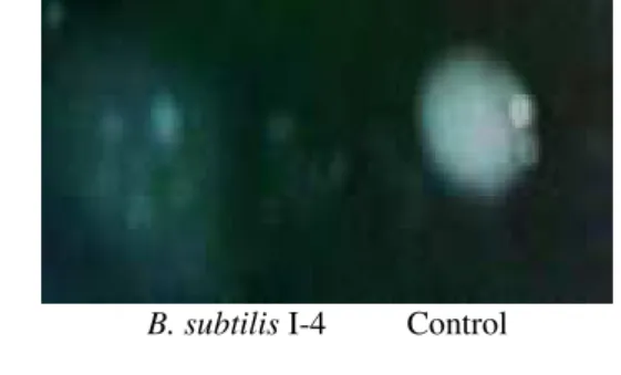 Figure  4  -  SDS-PAGE  of  partially  purified  lipase  of  B.  subtilis  I-4.  M,  protein  marker