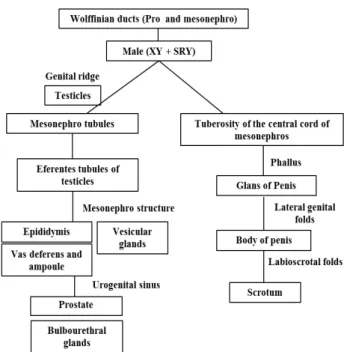 Figure  3  -  Ilustration  showing  the  main  embryonic  structures  and  their  derived  male  genital  organs