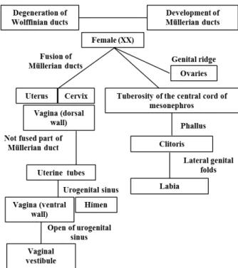 Figure  4  -  Ilustration  showing  the  main  embryonic  structures  and  their  derived  female  genital  organs.